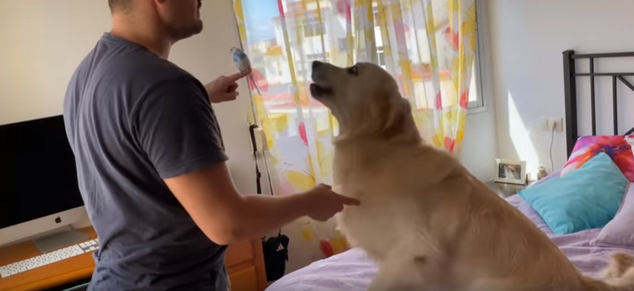 ゴールデンレトリーバー,動画