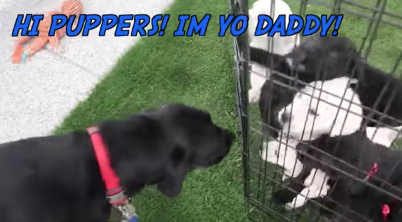 ラブラドールレトリーバー,動画