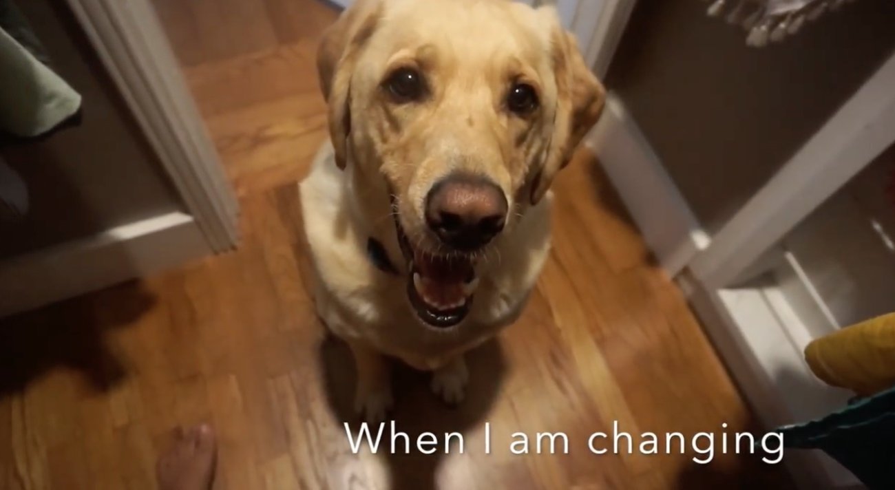 ラブラドールレトリーバー,動画