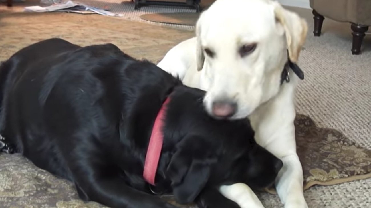 ラブラドールレトリーバー,動画