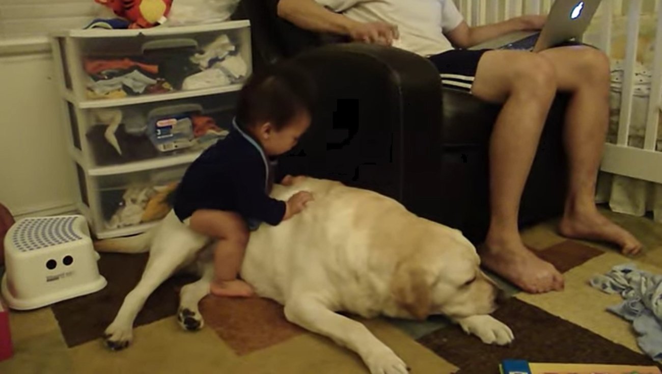 ラブラドールレトリーバー,動画