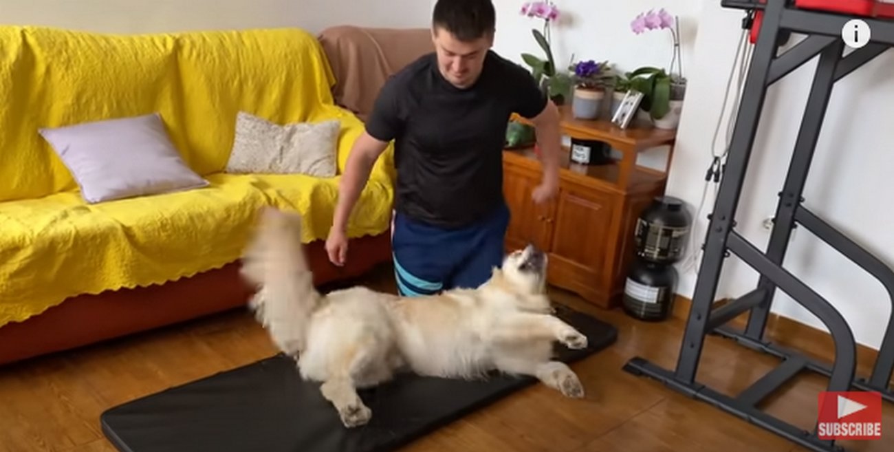 ゴールデンレトリーバー,動画