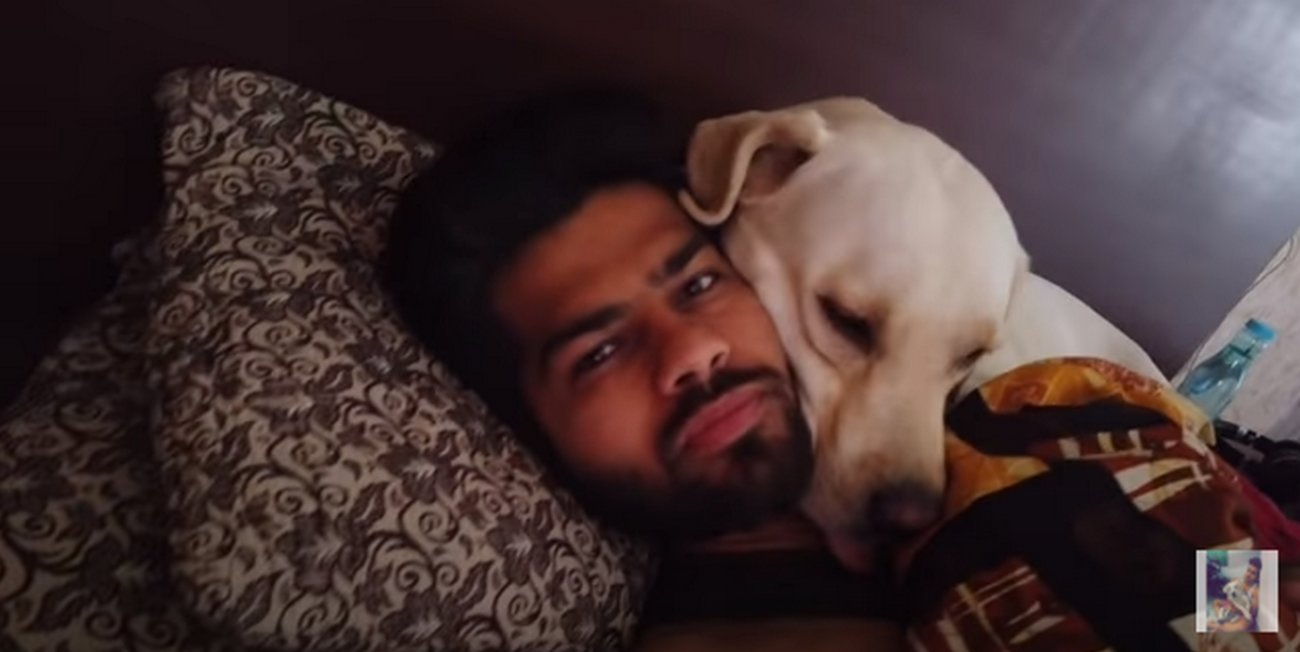 ラブラドールレトリーバー,動画