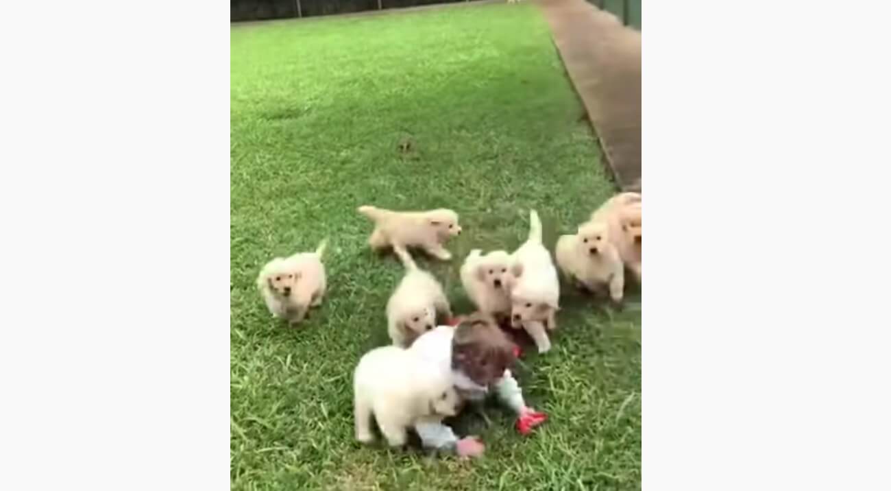 ゴールデンレトリーバー,動画