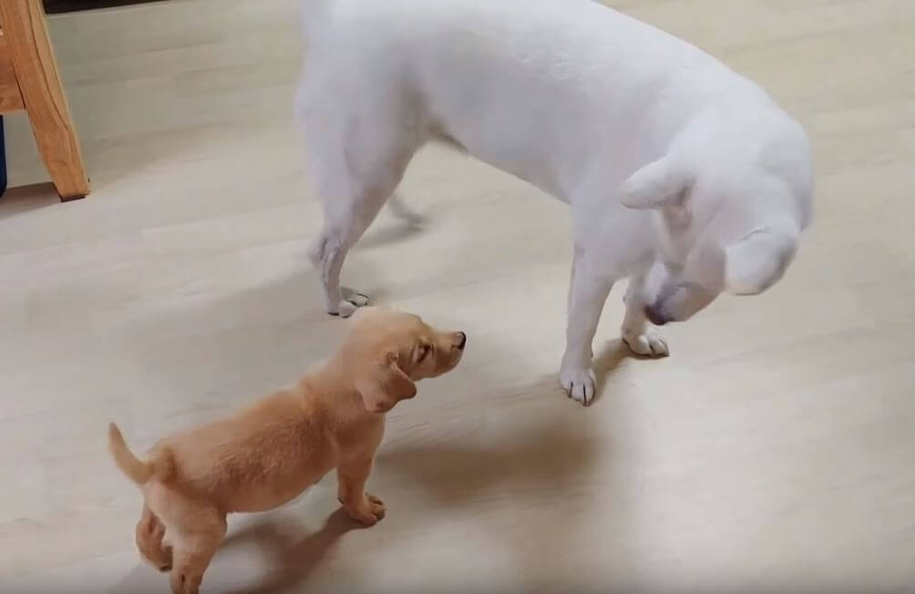 ラブラドールレトリーバー,動画