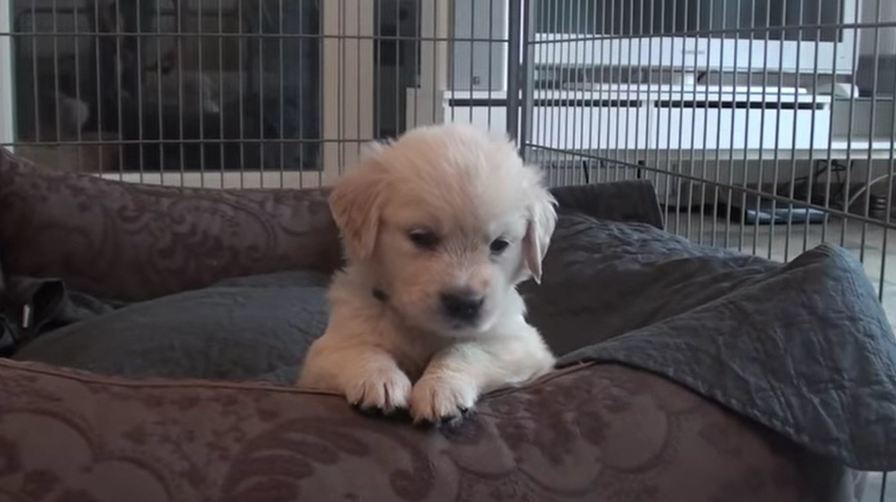 ゴールデンレトリーバー,動画