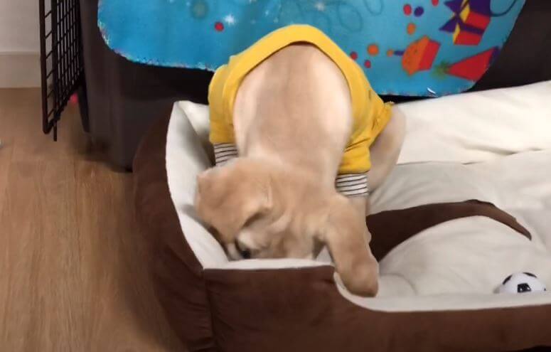 ラブラドールレトリーバー,動画