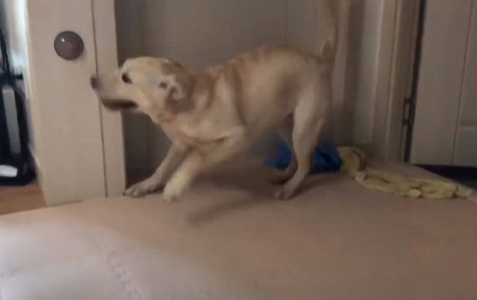 ラブラドールレトリーバー,動画