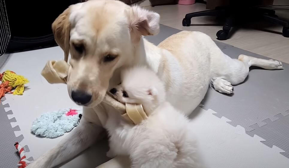 ラブラドールレトリーバー,動画