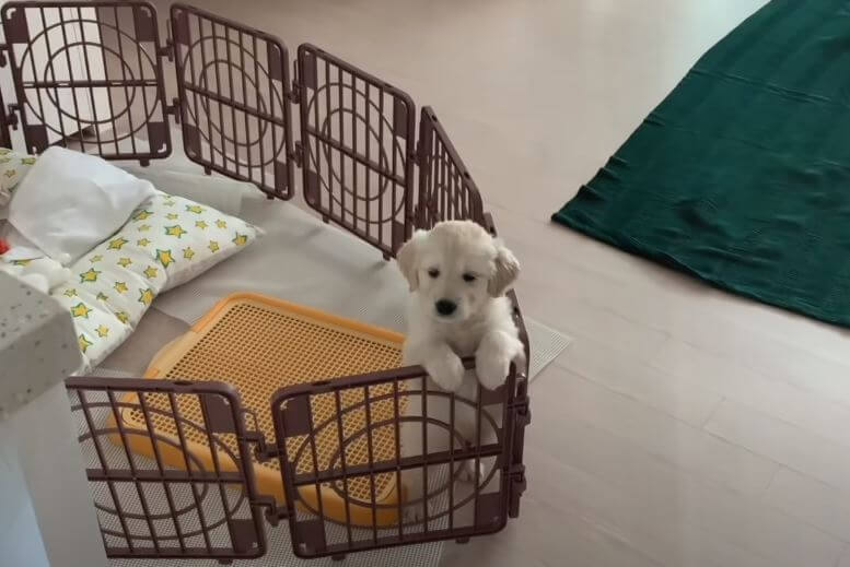 ゴールデンレトリーバー,動画