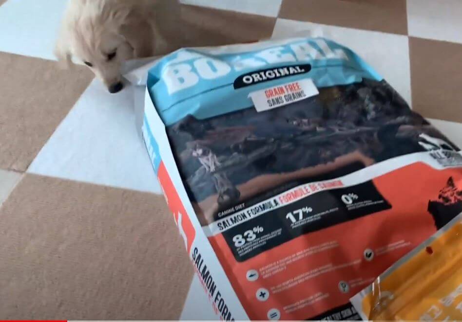 ゴールデンレトリーバー,動画