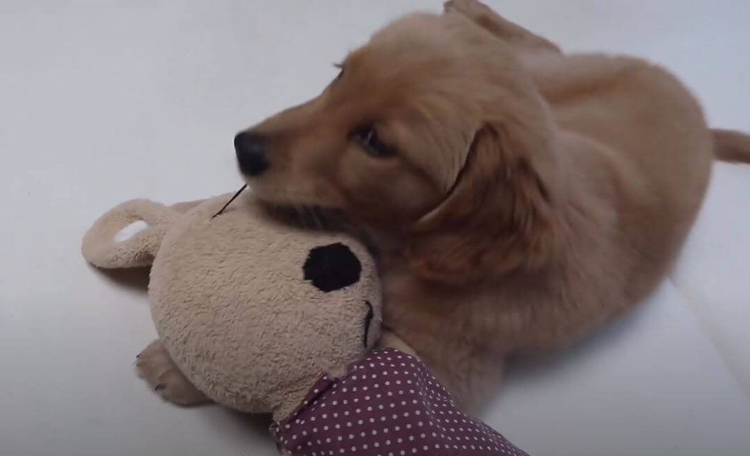 ゴールデンレトリーバー,動画