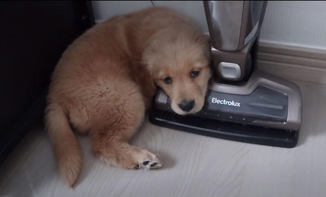 ゴールデンレトリーバー,動画