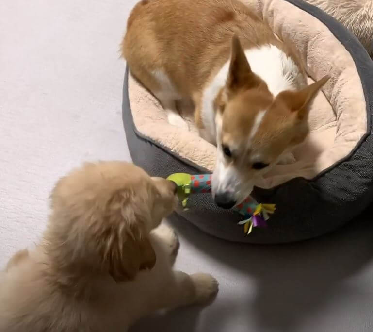 ゴールデンレトリーバー,動画