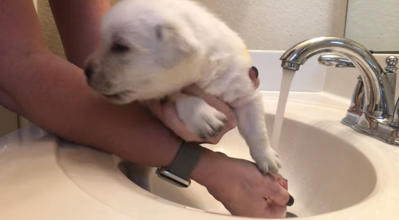 ラブラドールレトリーバー,動画