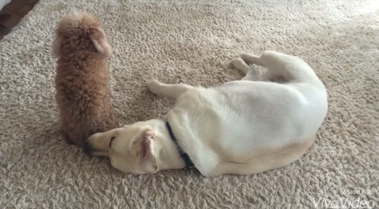 ラブラドールレトリーバー,動画