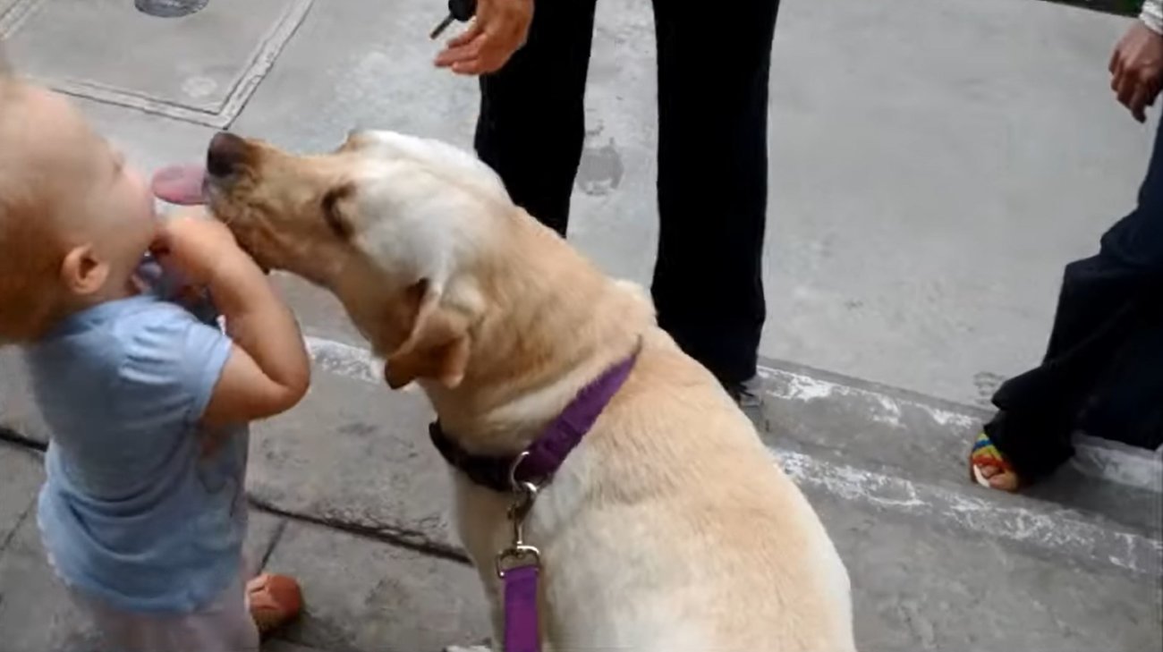 ラブラドールレトリーバー,動画