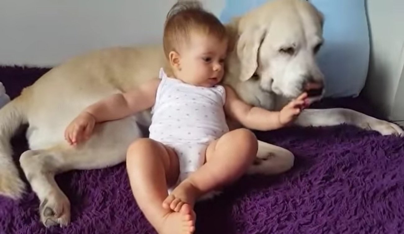 ラブラドールレトリーバー,動画