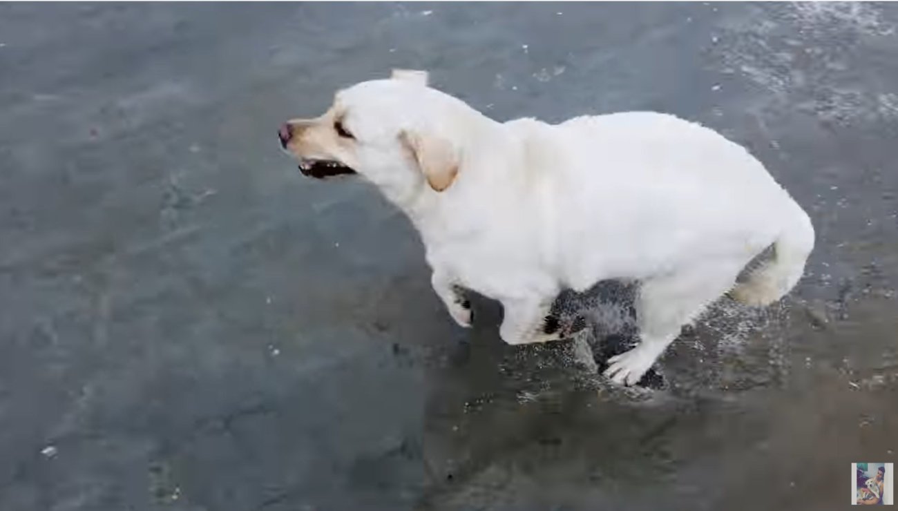 ラブラドールレトリーバー,動画