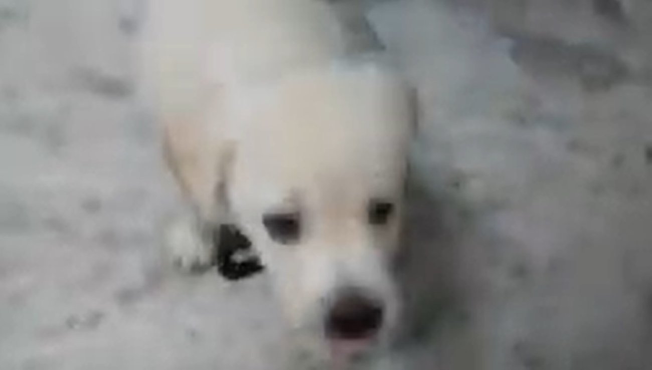 ラブラドールレトリーバー,動画