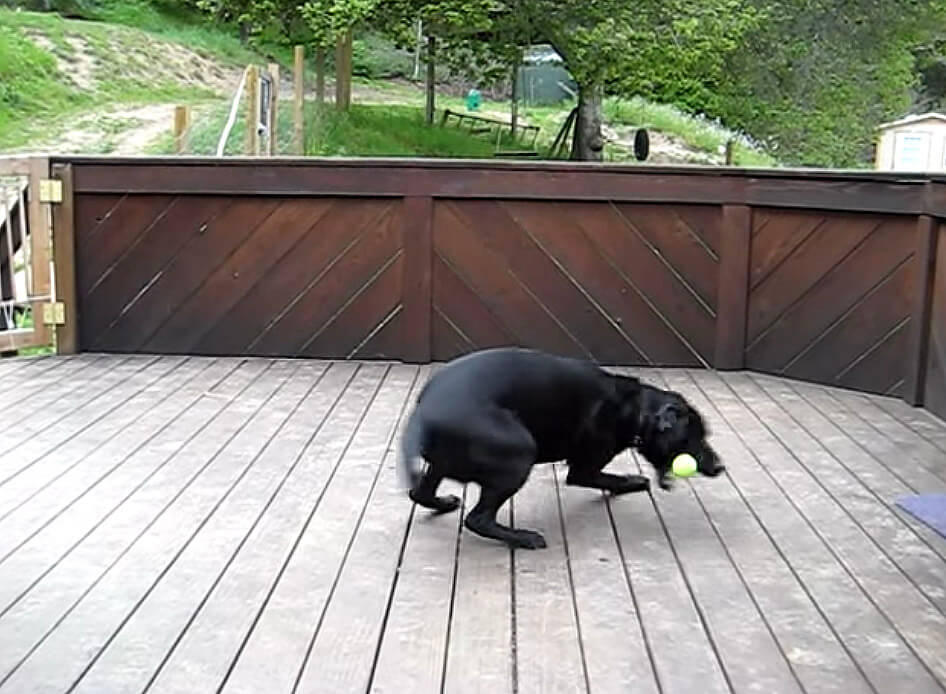 ラブラドールレトリーバー,動画