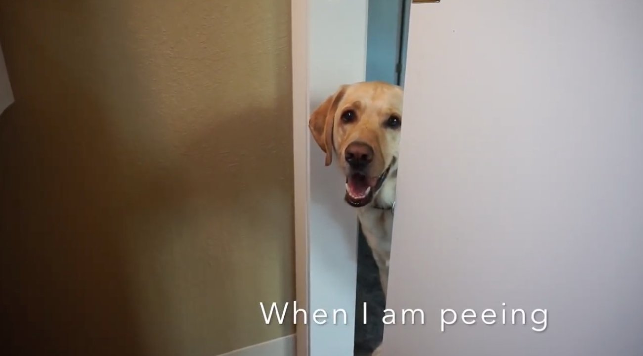 ラブラドールレトリーバー,動画