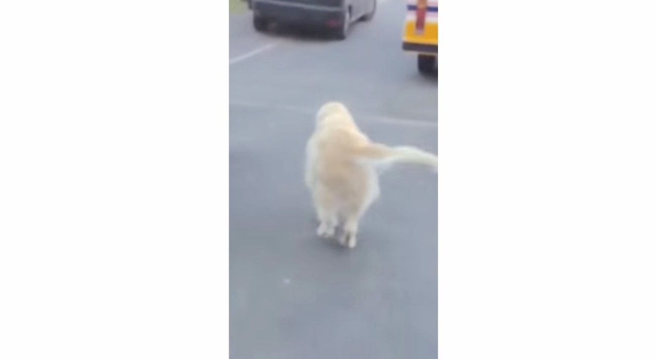 ゴールデンレトリーバー,動画