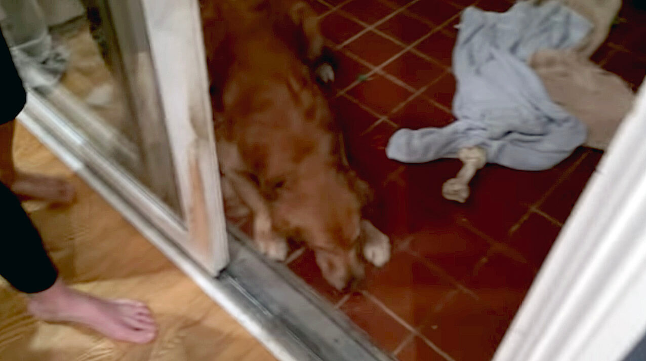 ゴールデンレトリーバー,動画