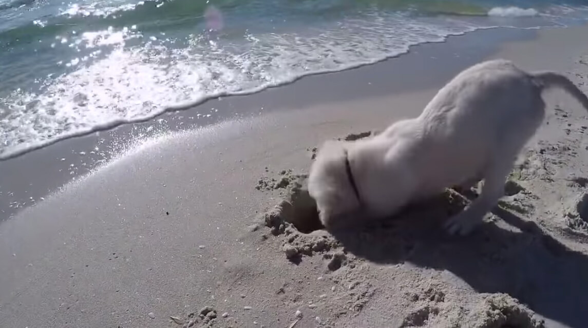 ラブラドールレトリーバー,動画