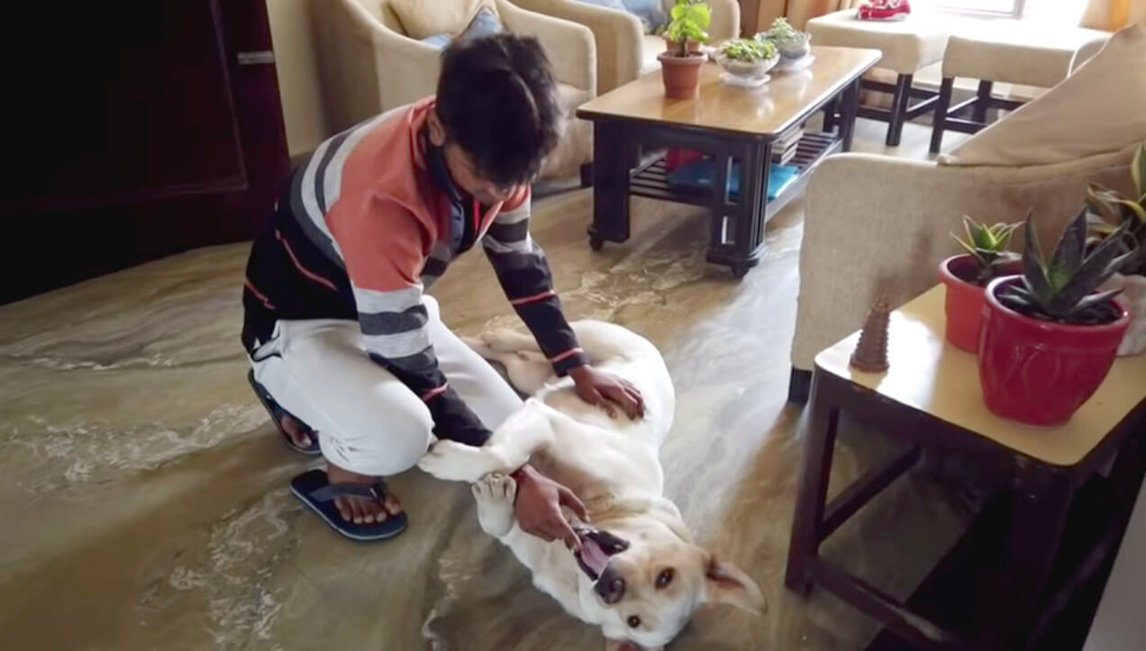 ラブラドールレトリーバー,動画