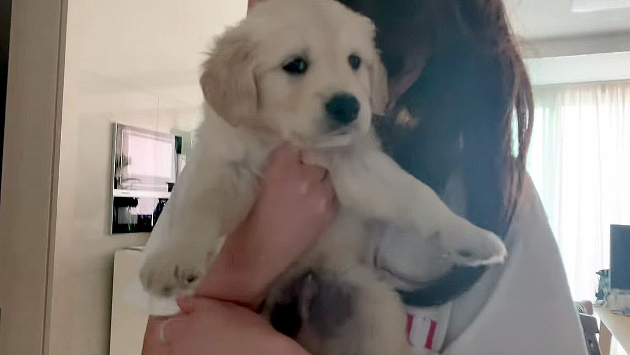 ゴールデンレトリーバー,動画