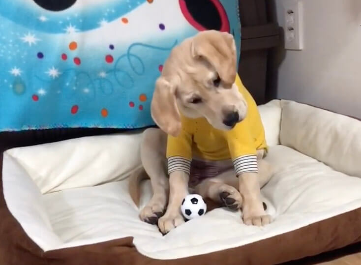 ラブラドールレトリーバー,動画