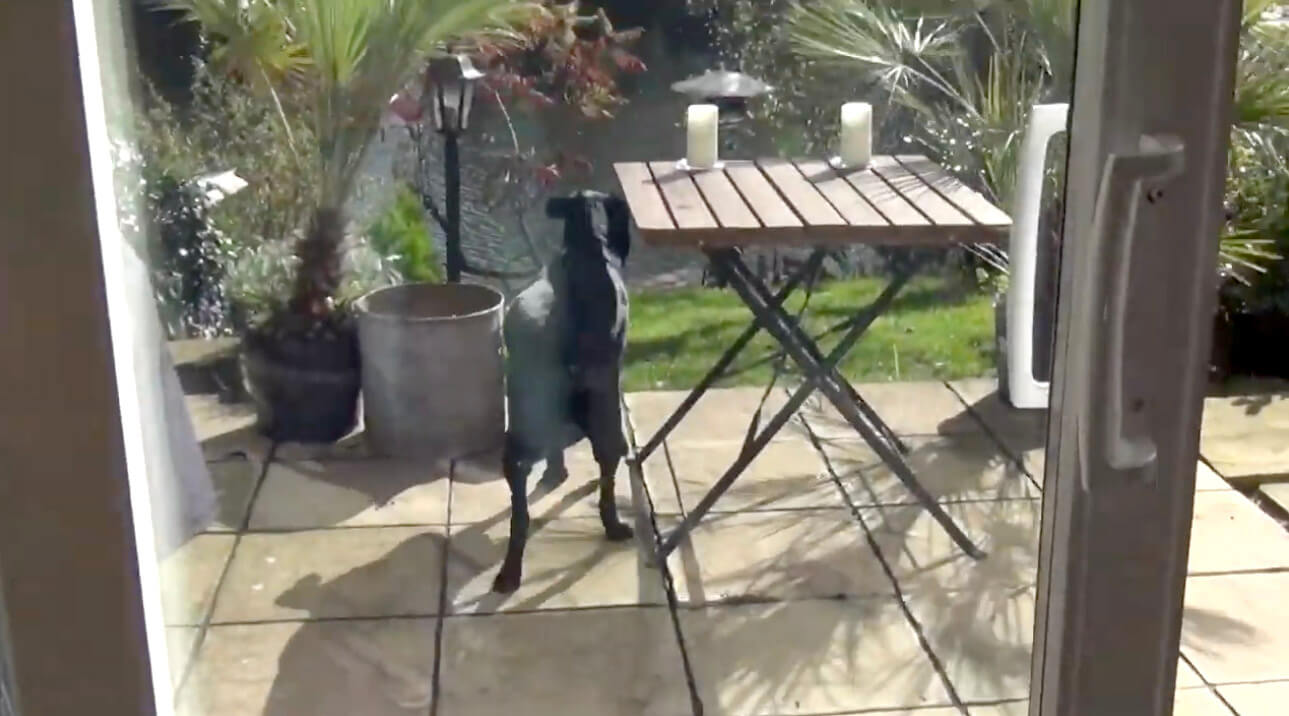 ラブラドールレトリーバー,動画