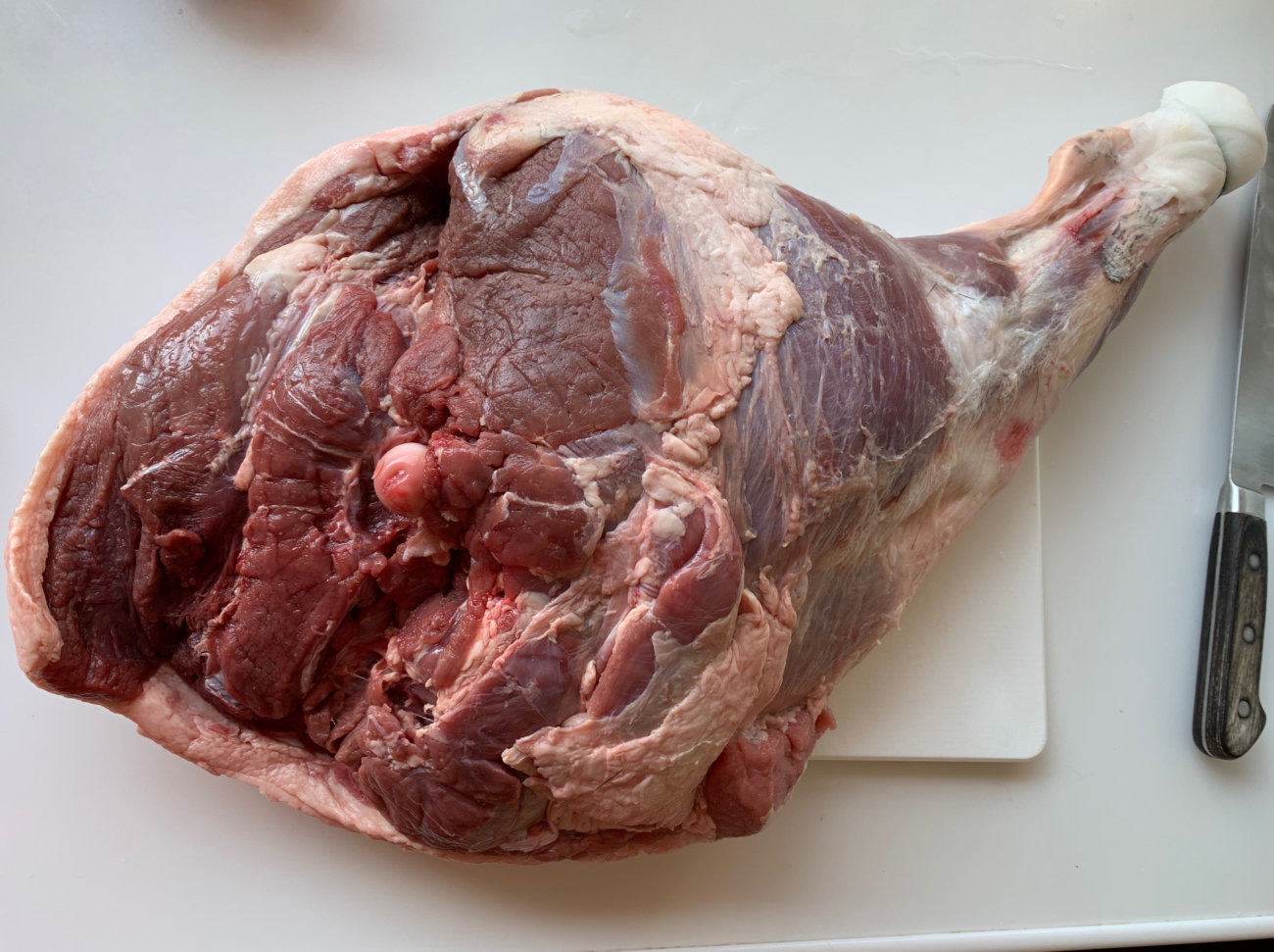 レトリーバー,ごはん