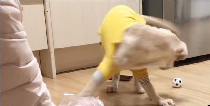 ラブラドールレトリーバー,動画