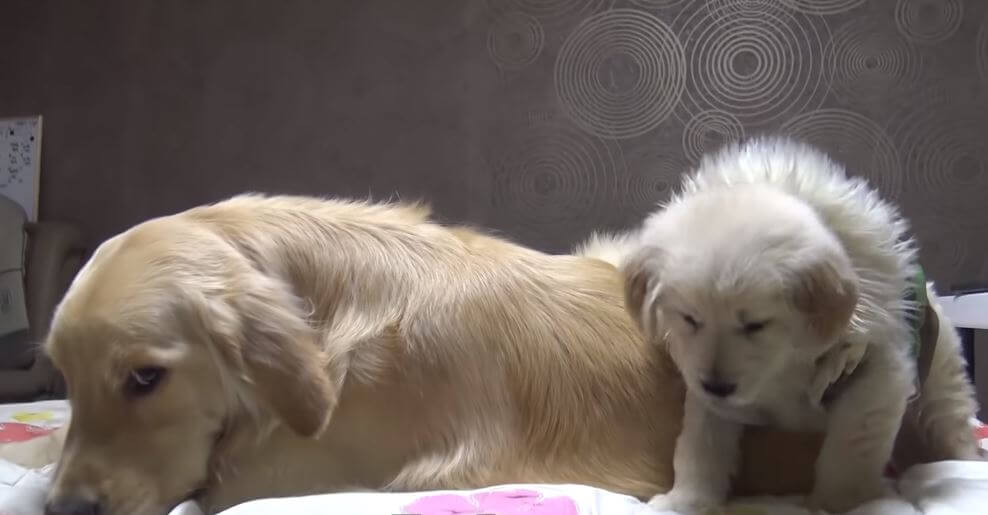 ゴールデンレトリーバー,動画