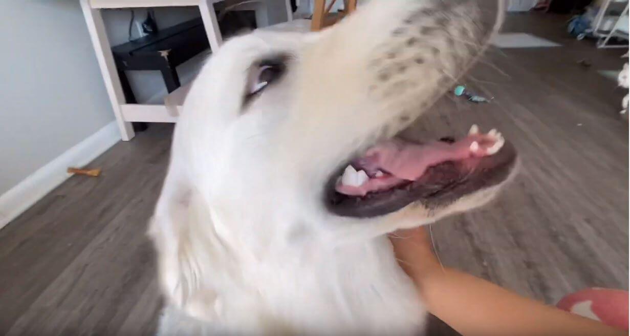 ゴールデンレトリーバー,動画