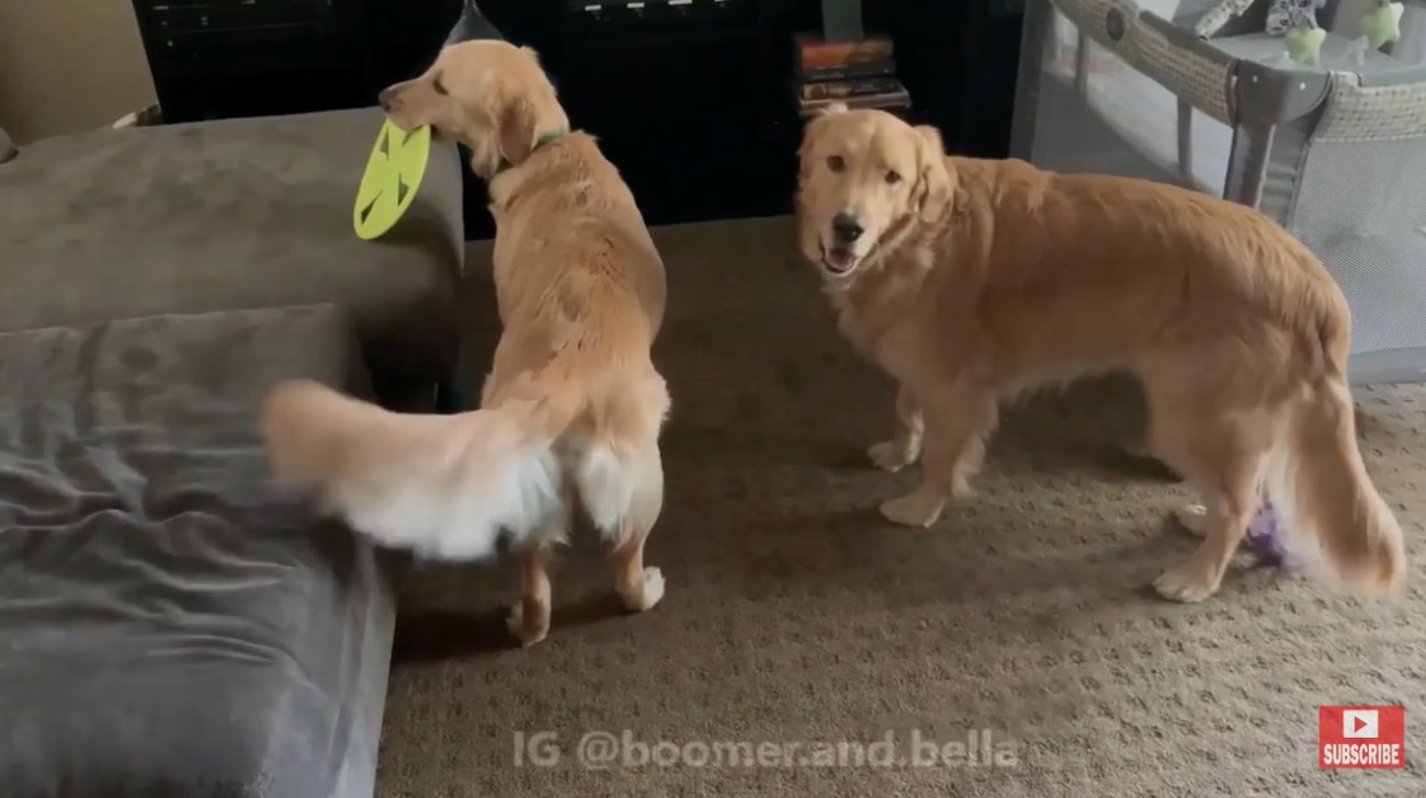 ゴールデンレトリーバー,動画