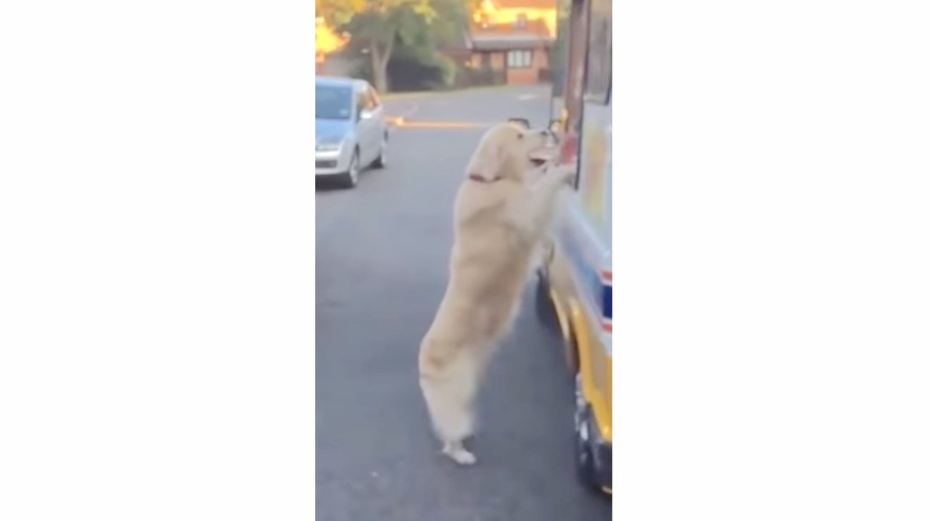 ゴールデンレトリーバー,動画