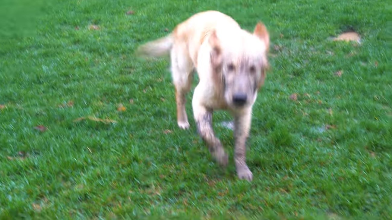 ゴールデンレトリーバー,動画