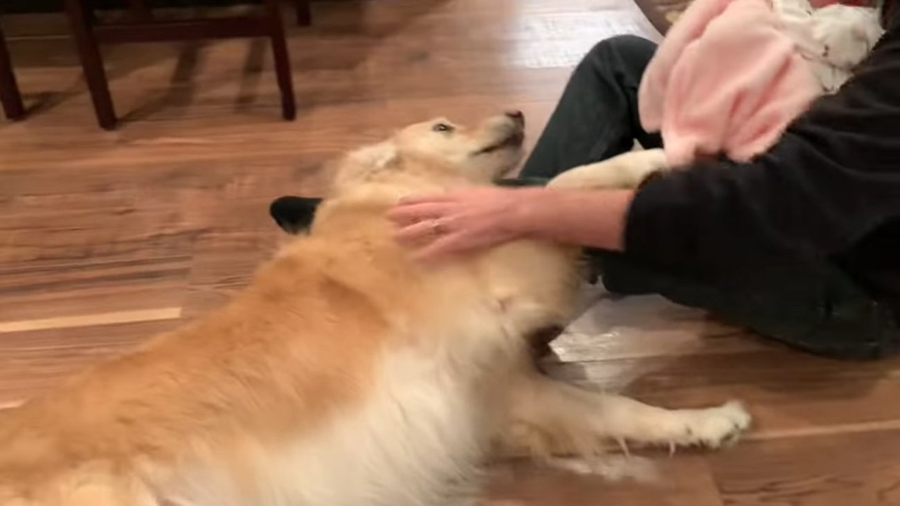 ゴールデンレトリーバー,動画