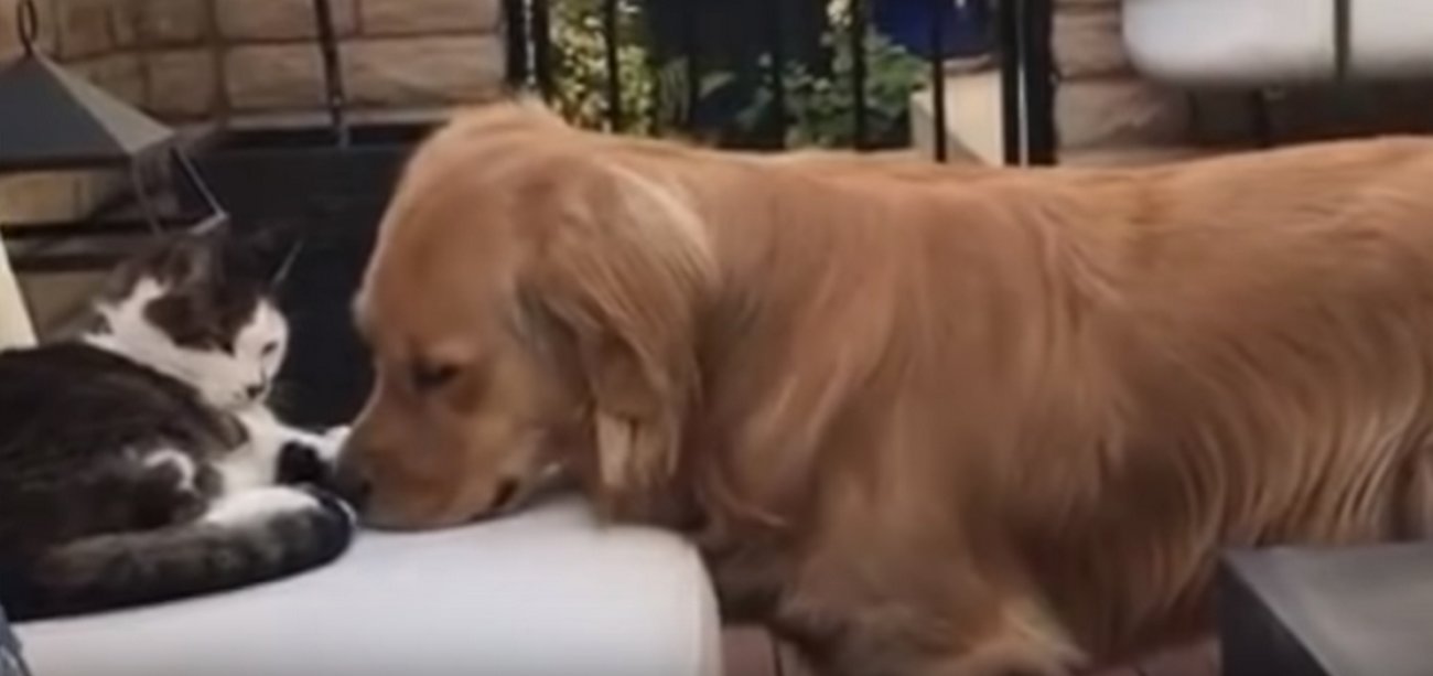 ゴールデンレトリーバー,動画