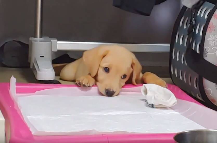 ラブラドールレトリーバー,動画