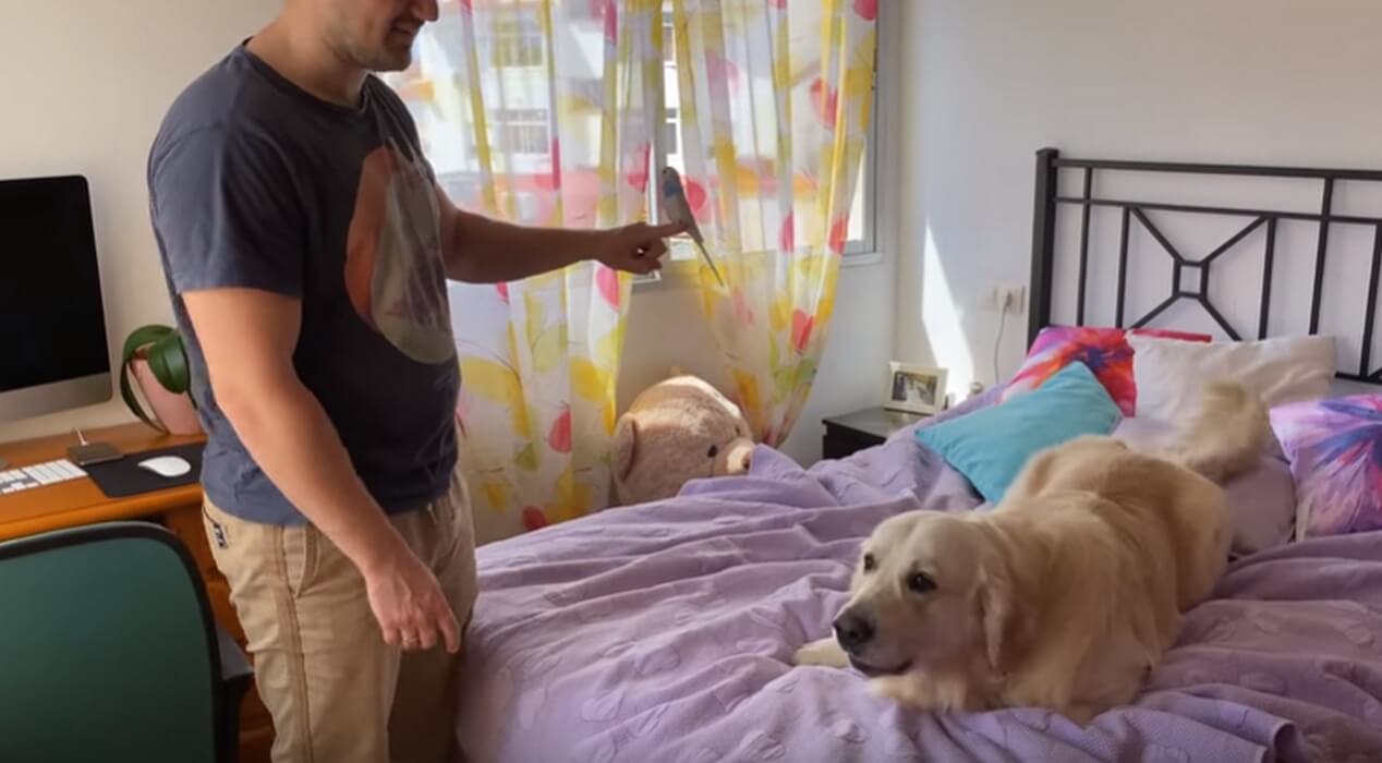 ゴールデンレトリーバー,動画