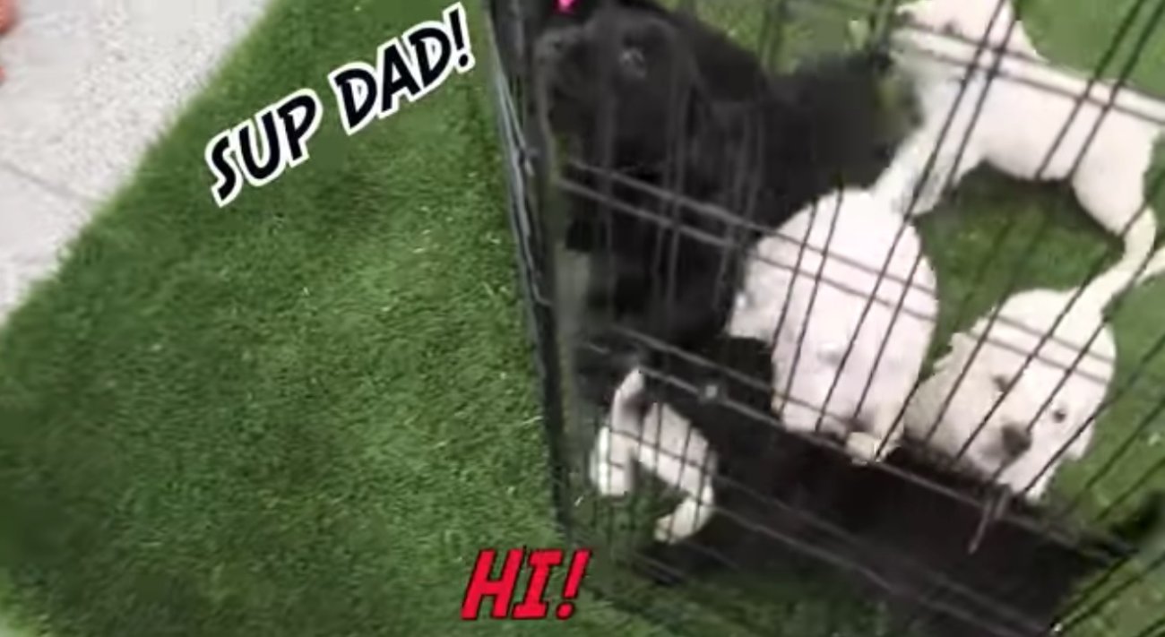 ラブラドールレトリーバー,動画