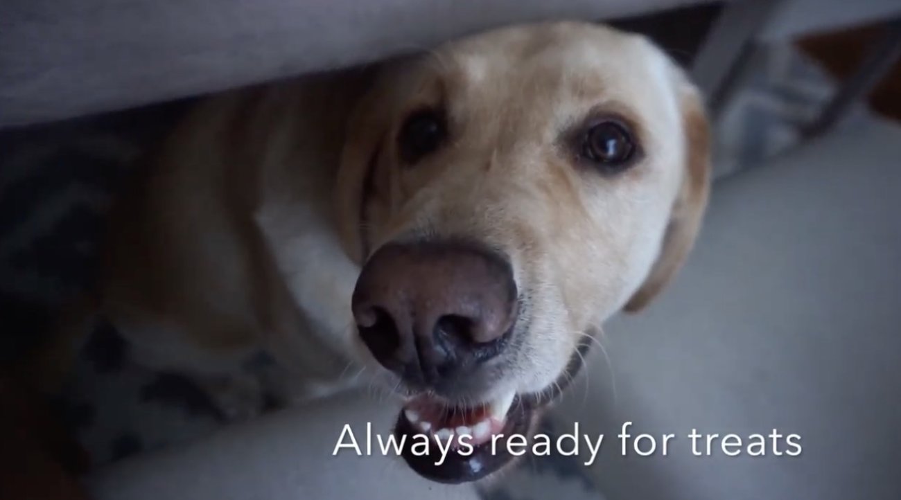 ラブラドールレトリーバー,動画