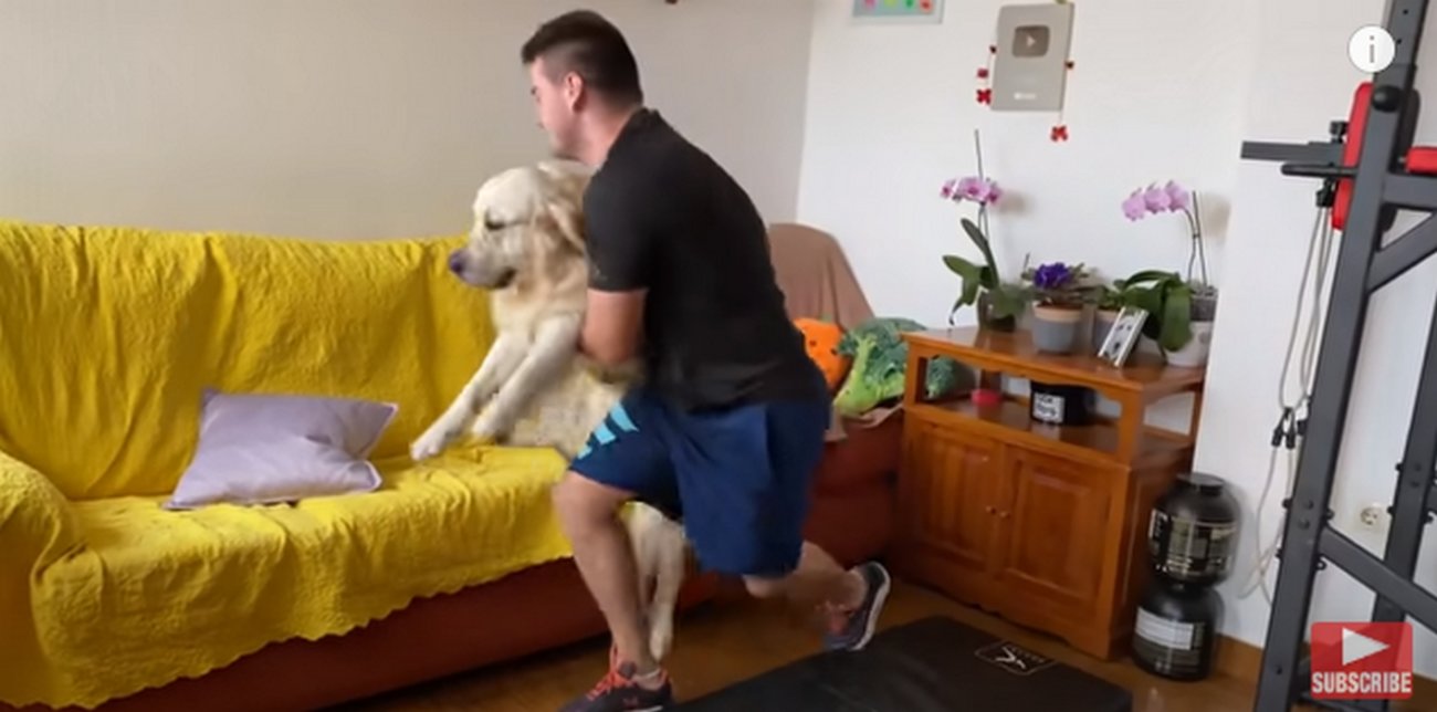 ゴールデンレトリーバー,動画