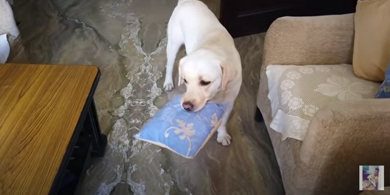 ラブラドールレトリーバー,動画