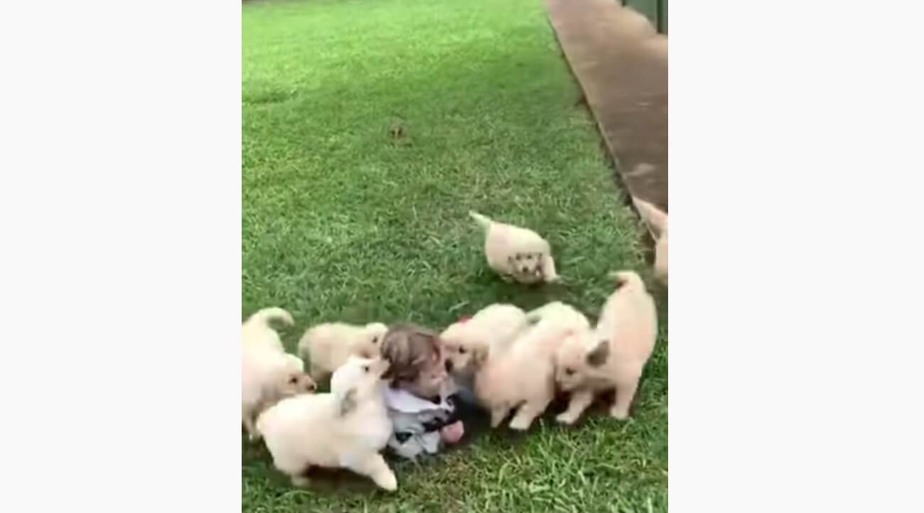 ゴールデンレトリーバー,動画