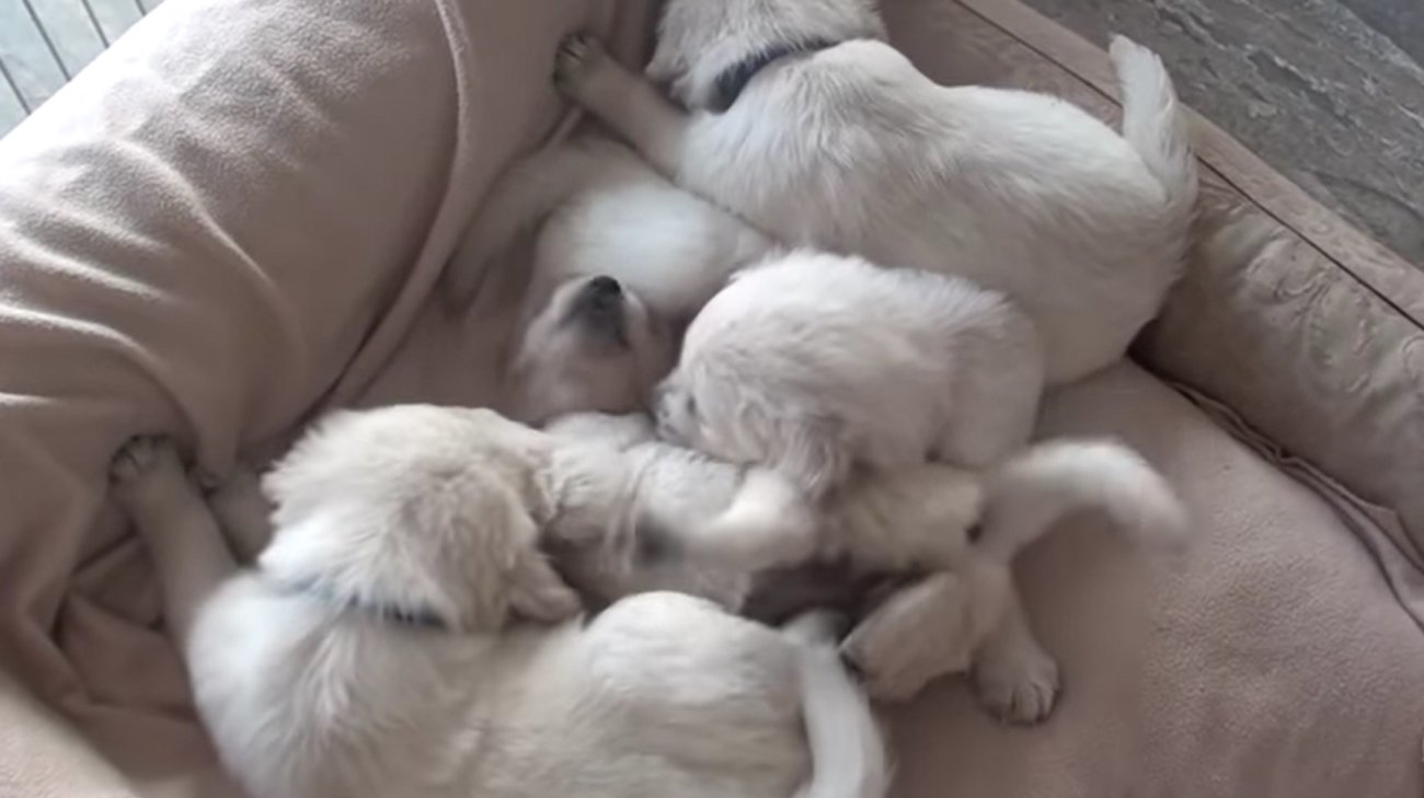 ゴールデンレトリーバー,動画